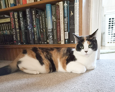 cat lying in front of bookcase